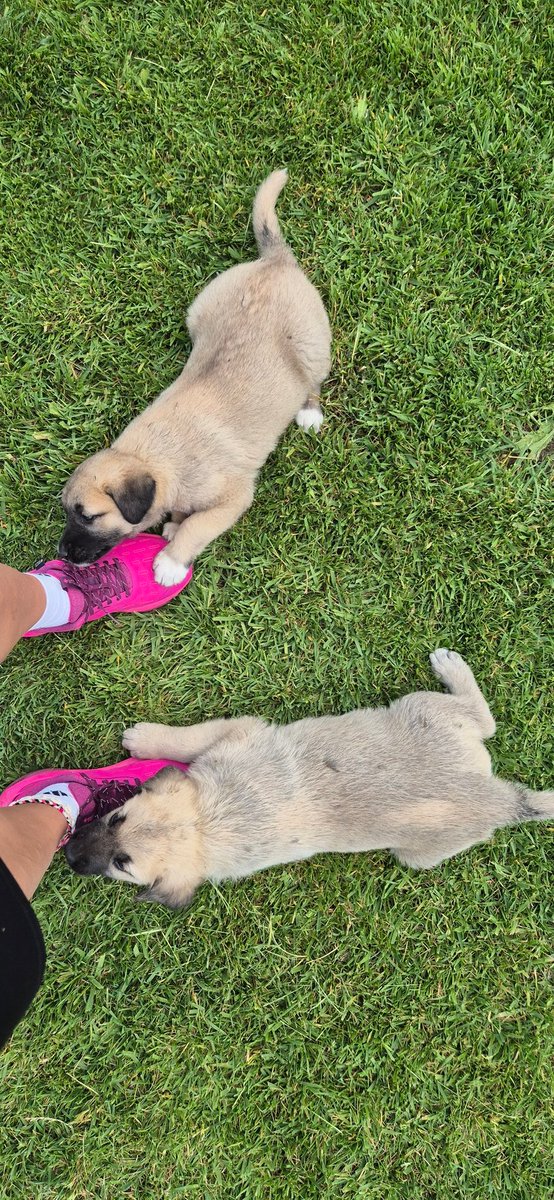 Who let the dogs out? 🐶