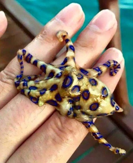 MedTox Fellows: Board review.  Here is a photo from social media. The molecular action of the toxin contained in this animal is most similar to which one of the following? And how is the toxin delivered?

A. saxitoxin
B. ciguatoxin
C. bungarotoxin
D. batrachotoxin
E. brevetoxin