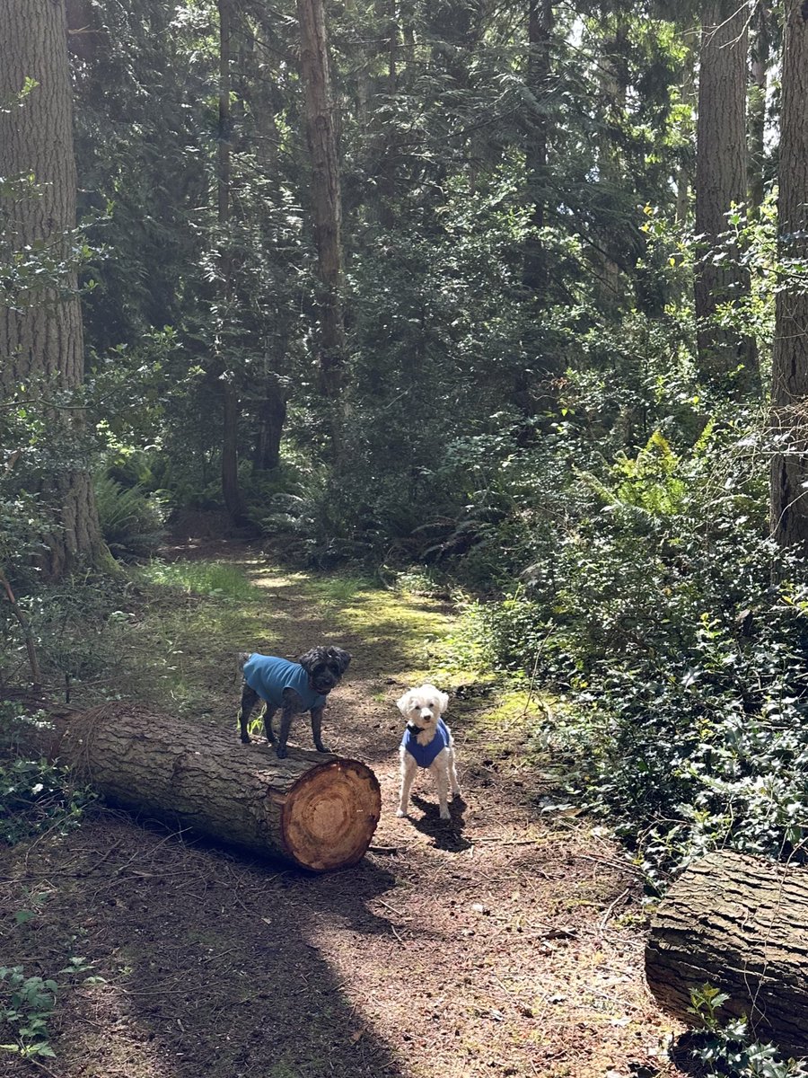 #PostAFavPic4VioletMay25 

Day 31: COMPLETE SENTENCE 

Mom uses complete sentences: 

Zip &amp; Zoë, you are such good girls. I love you. Would you like a treat?

We hear: 

Zip…Zoë…blah blah blah blah…treat

We ❤️ you! Zip &amp; Zoë 

Use the hashtag and the word of the day to play!