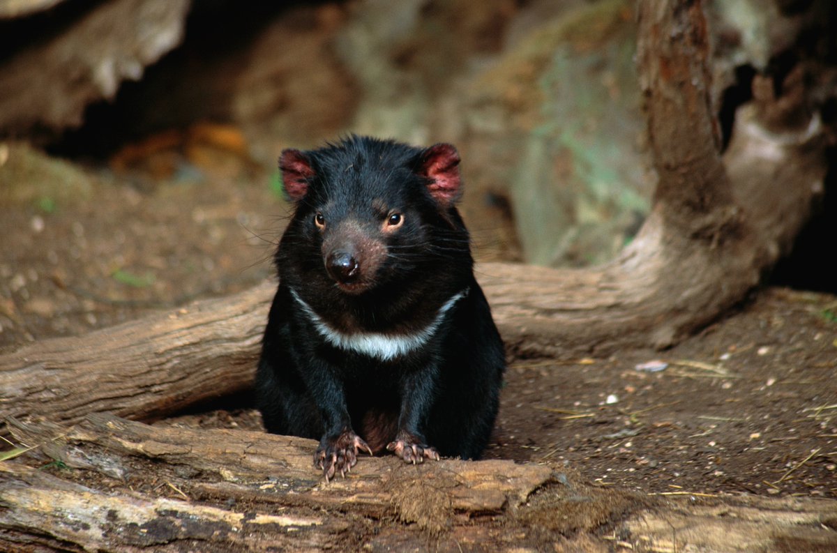 tasmaniandevil