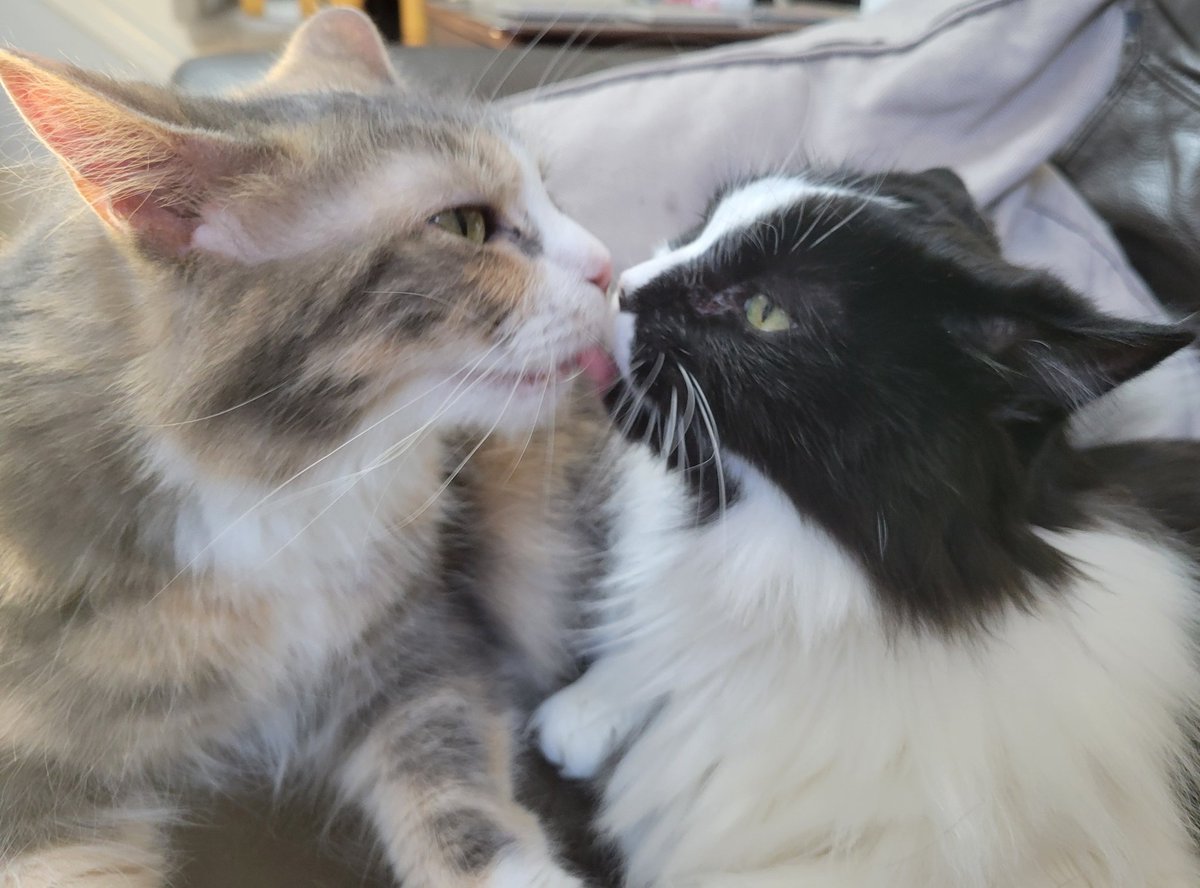 evilsucklingpig's tweet photo. @oreoeocat monkeys little belly!!!🥹🥹 they r so sweet ...i love monkey and oreo so much... they remind me of my dilute calico/tuxedo pair who also lay in tandem at all times https://t.co/FSzbqTNWrw