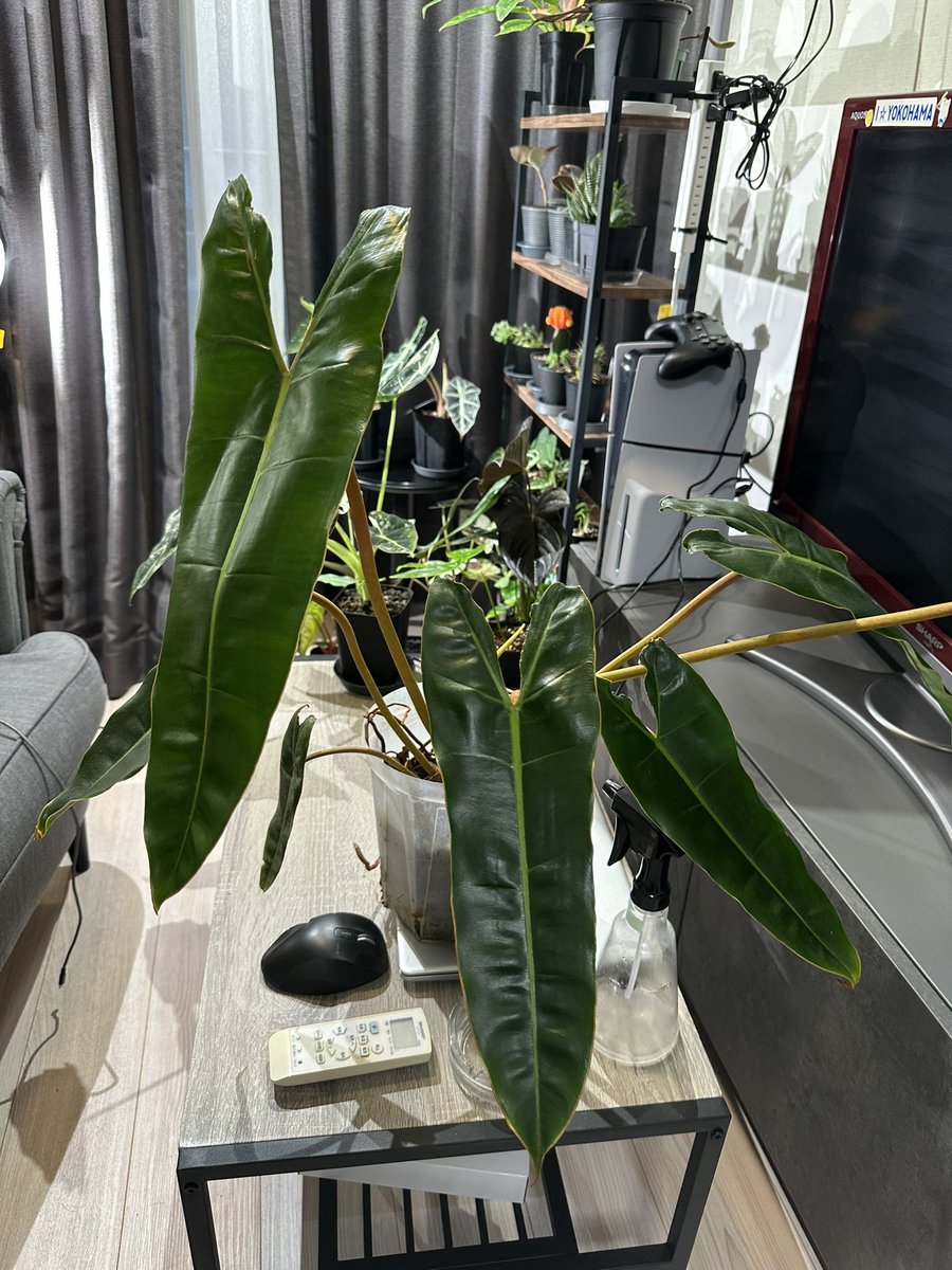 segitake's tweet image. 今日は九十九里にイワシとハマグリ食べに行って、気づいたらEdenに居ました。なんか凄く楽しい1日でした。