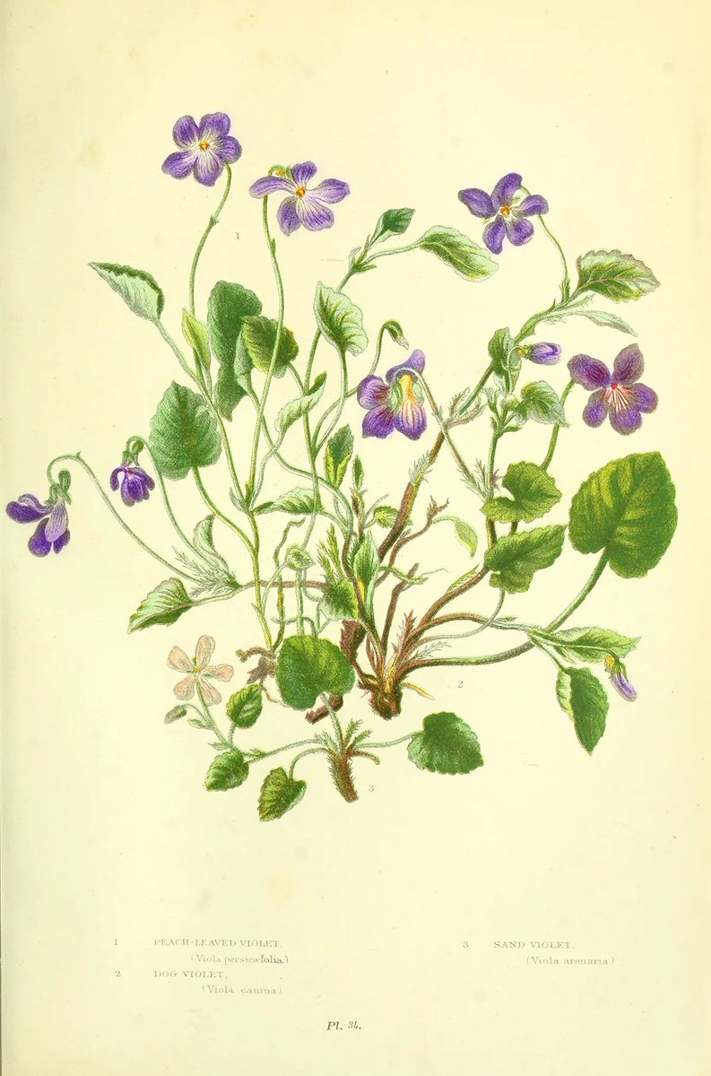 Violetas.
De la naturalista victoriana Anne Pratt (1806-1893).