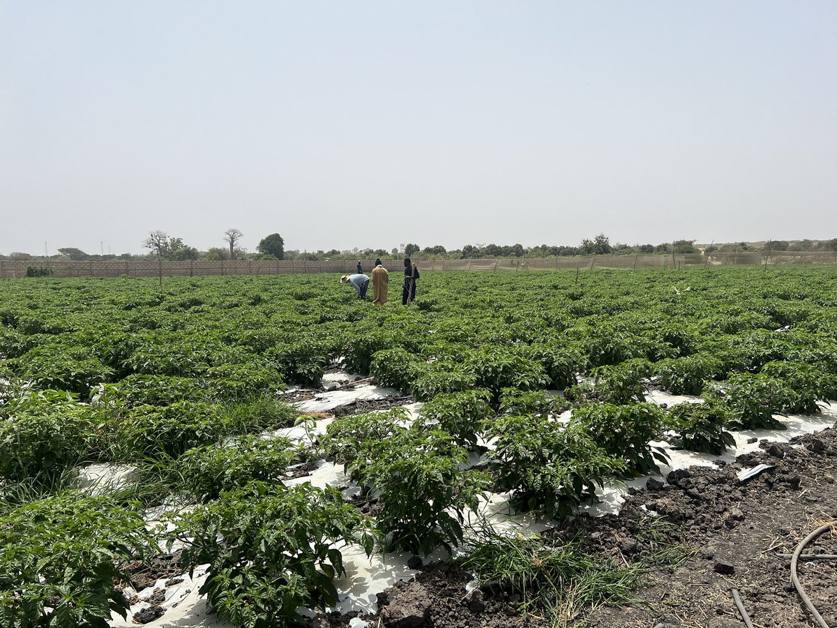 BoromDiamono10's tweet photo. #Le_sol_est_un_capital_vivant: sa fertilité conditionne la réussite de tout projet agricole 💡
Visite champêtre, une belle occasion d’échanger avec des techniciens qualifiés, des producteurs et porteurs de projets agricoles sur des enjeux de production durable. https://t.co/hrQenLK6TF