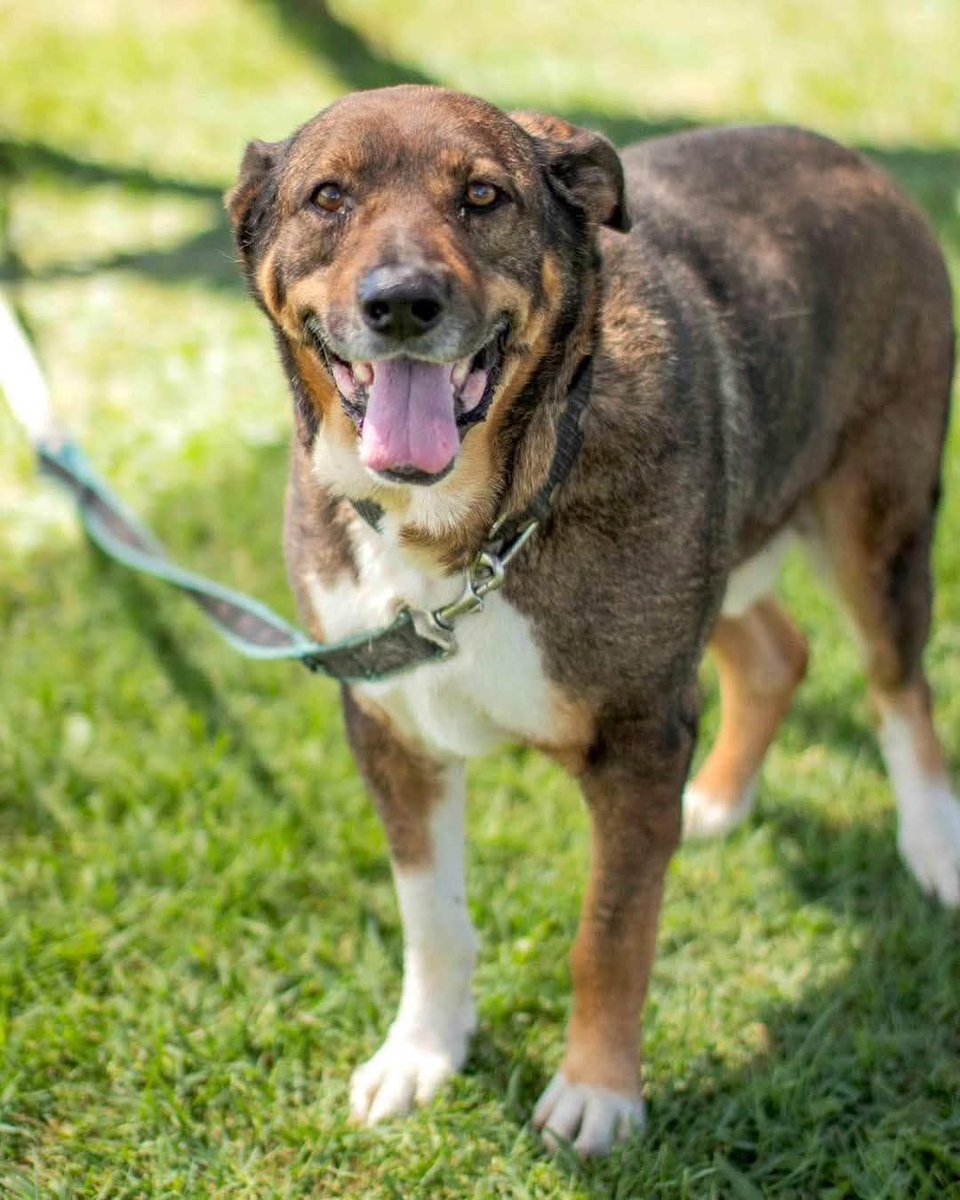 PUCARA EN ADOPCIÓN 🧡
Un amigo abrazable, un oso muy amable. 
Así es Pucara, un camperito super listo para ir a un hogar.

No vamos a dejar de soñar ni dejar de buscar hasta que ese hogar llegue.

Si te enamoraste de nuestro camperito, escribinos a adoptantesdelcampito@gmail.com
