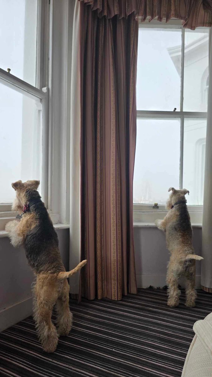 Sulby Lakeland (@sulbylakeland) on Twitter photo Hi pals! We are taking a quick break away in Worthing because M&D have had a lot on! We are enjoying dog-watching…! <a href="/LakelandLaxey/">LaxeyLakeland</a> Hi pals! We are taking a quick break away in Worthing because M&D have had a lot on! We are enjoying dog-watching…! <a href="/LakelandLaxey/">LaxeyLakeland</a>