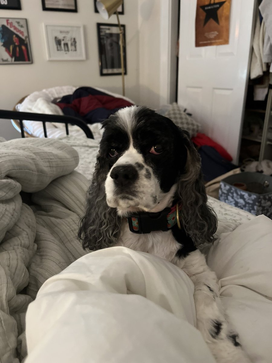 #FridayswithFinley #StateofGracie 

Fridays with Finley a day late - he was eager to go to Dunkin this morning but Gracie didn’t want to get wet from the rain ☔️