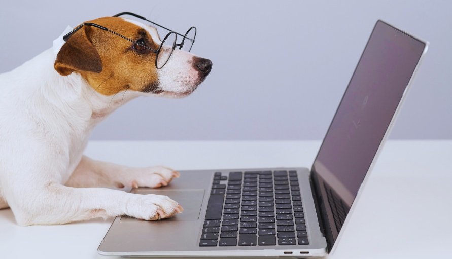 Ortalama bir köpek 5'e kadar sayabilir ve işaretler, sinyaller ve jestler dahil olmak üzere yaklaşık 165 kelimeyi anlayabilir. En zeki köpekler 250 kelimeye kadar anlayabilir ve bu da onları iki buçuk yaşındaki insanlarla aynı entelektüel seviyeye getirir.