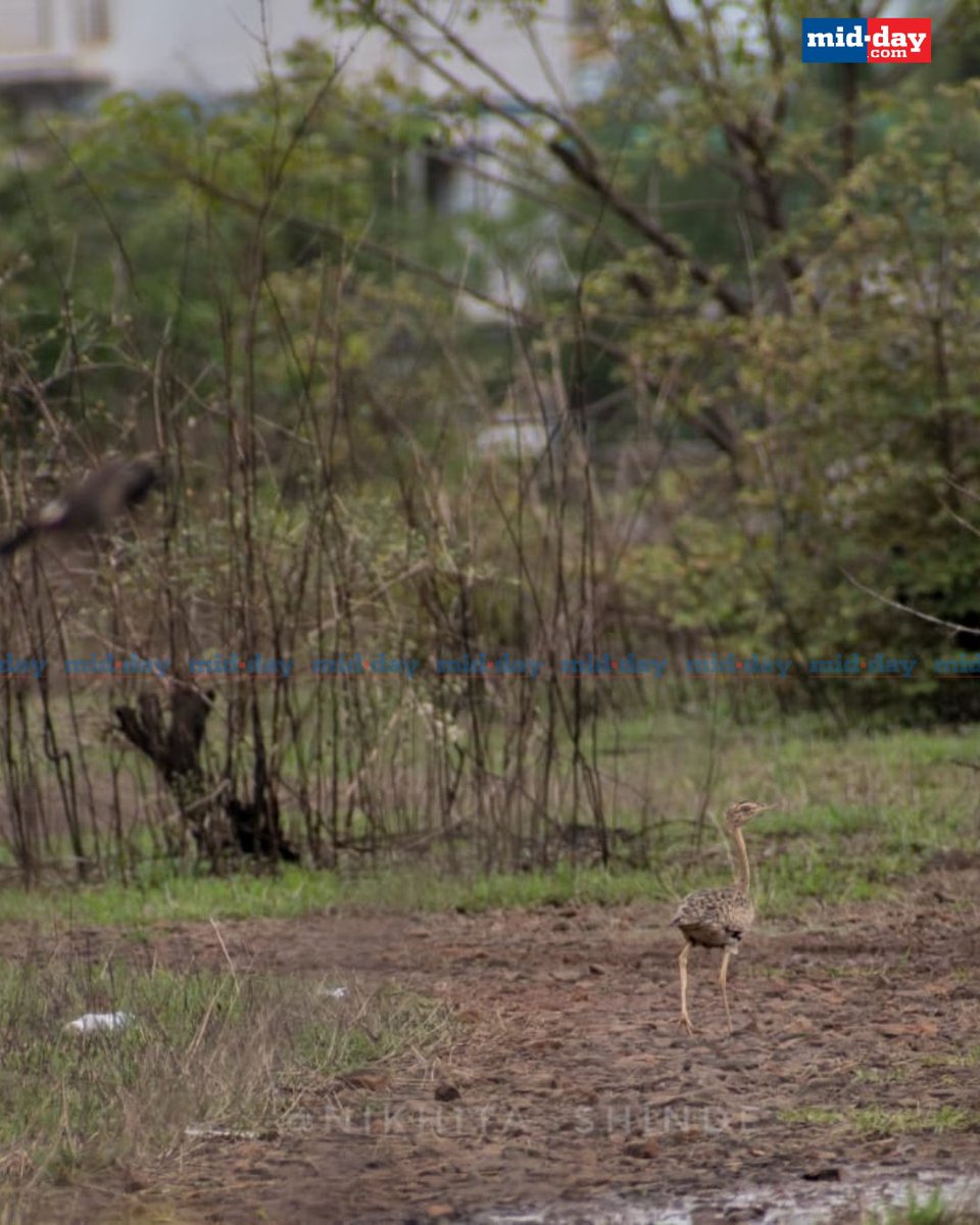 In a rare and exciting discovery, a critically endangered lesser florican was spotted for the first time in Ratnagiri district by birder Prasad Gokhale on May 26. Wildlife enthusiast Nikhita Shinde and her team later observed the bird for hours, noting its feeding behaviour near