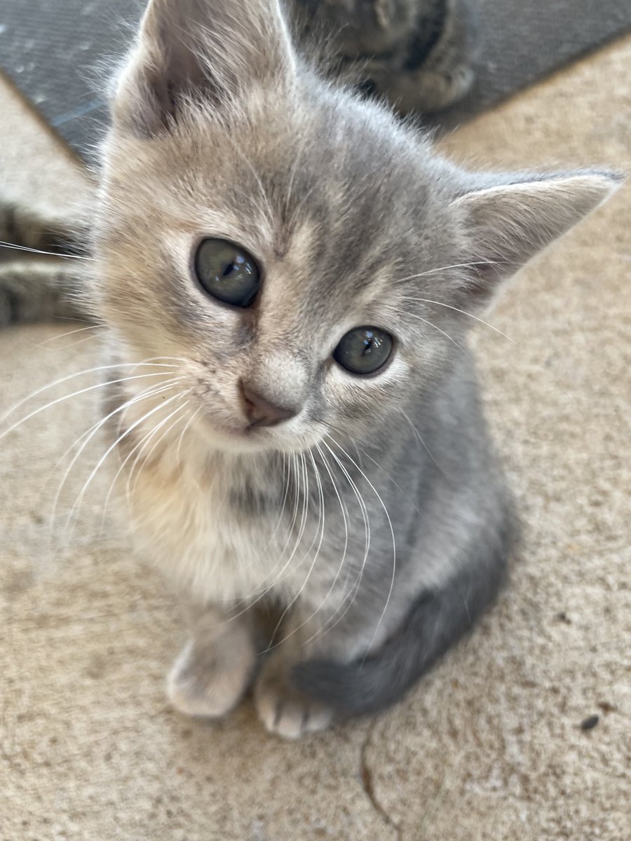 chococroo's tweet image. someone appreciate my babies cuteness