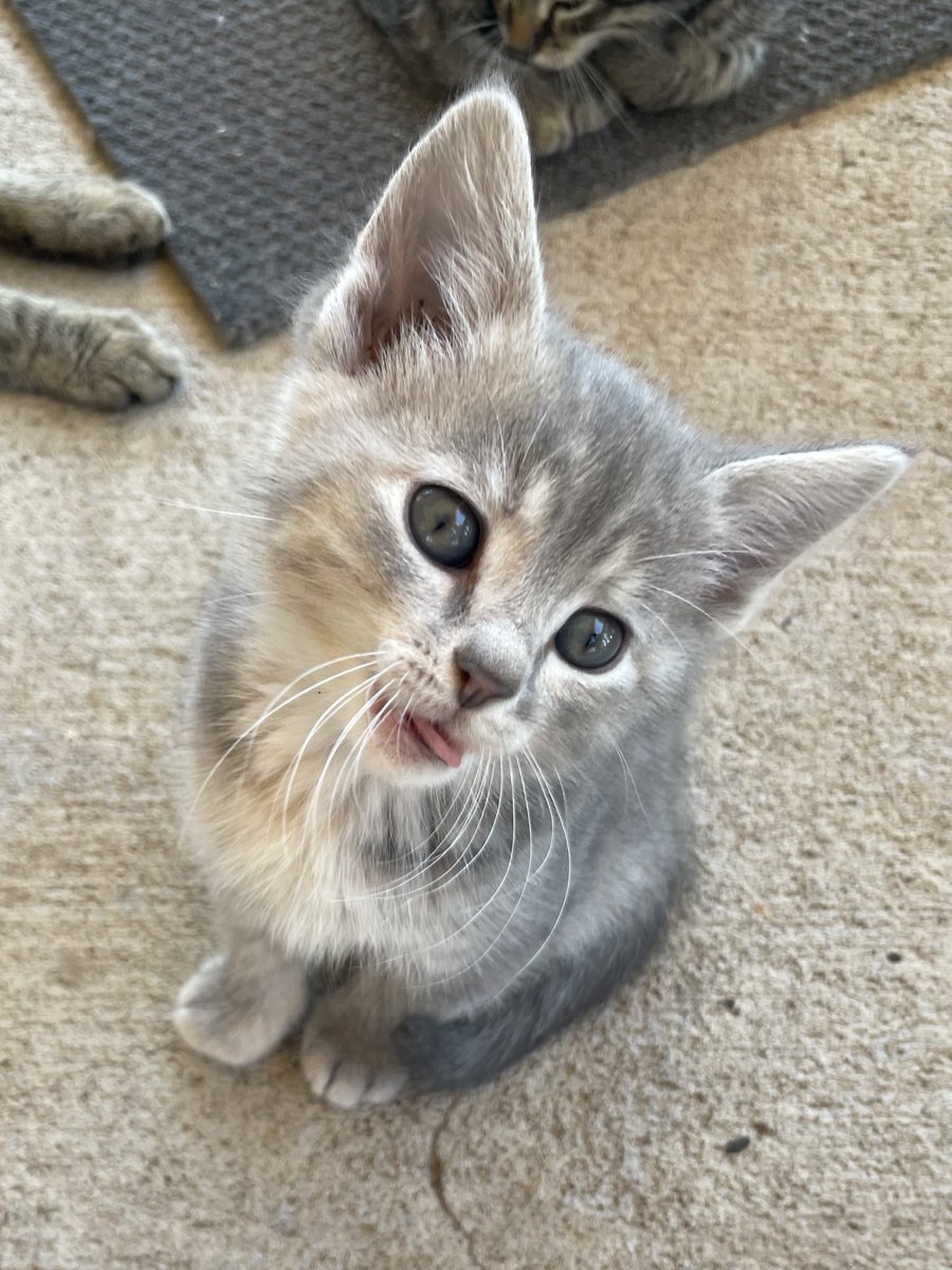 chococroo's tweet image. someone appreciate my babies cuteness