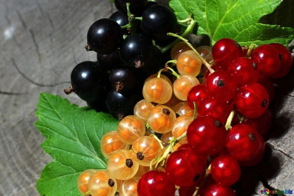 Mlynby's tweet image. Как получить сладкую и крупную смородину без химии? В июне подкормите кусты настоем крапивы и золы. Это натуральный источник калия, фосфора и микроэлементов. Работает лучше удобрений.
#огород #садоводство #смородина #органика #дача