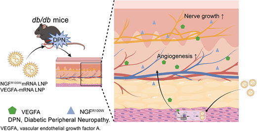 Diabetes, a research journal of the ADA 🧪 (@diabetes_ada) on Twitter photo Codelivery of NGFR100W and VEGFA mRNA Enhances Vascular and Neural Repair in Diabetic Peripheral Neuropathy.
Read Here➡️ diabetesjournals.org/diabetes/looku…
<a href="/ADA_Pubs/">ADA Professional Publications</a> Codelivery of NGFR100W and VEGFA mRNA Enhances Vascular and Neural Repair in Diabetic Peripheral Neuropathy.
Read Here➡️ diabetesjournals.org/diabetes/looku…
<a href="/ADA_Pubs/">ADA Professional Publications</a>