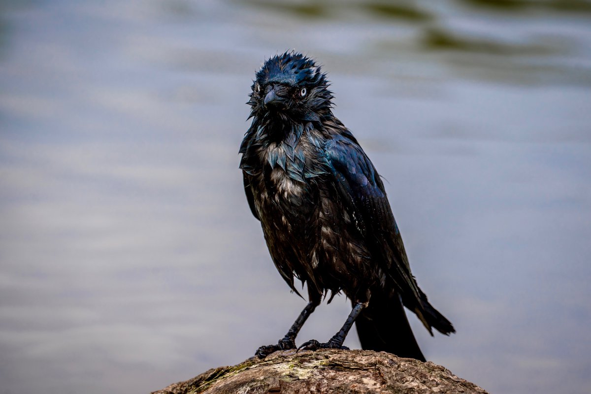 A very soggy, but characterful, jackdaw in #BushyPark. 
<a href="/theroyalparks/">The Royal Parks</a> 
#NaturePhotography 
#wildlifephotography 
#birdphotography