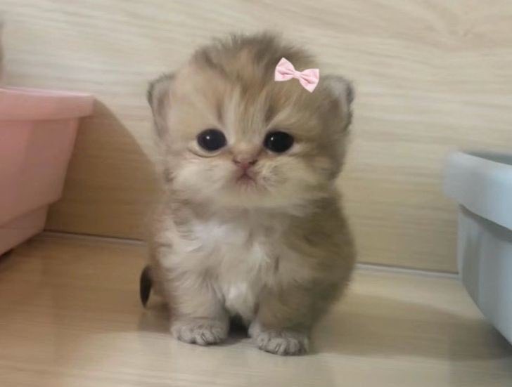 เห้นโคนตงนั้นมั้ยคับ
                                                        เห้นค่ะ
นั่นแระ ผมมั่ยเห้น