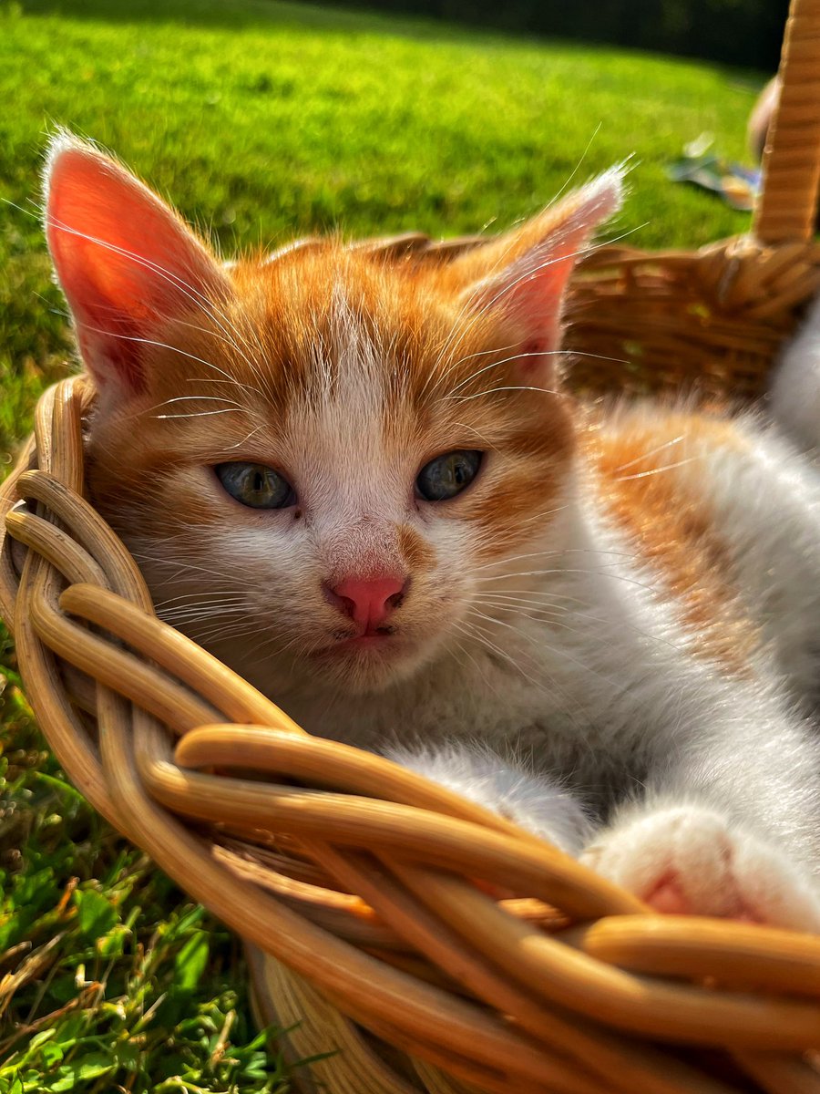 leves81874's tweet photo. Regardez ces chats adorables qui illuminent ma journée ! 😻📸 Trop mignons, impossible de ne pas craquer pour eux ! ✨ #bellephoto #chatsmignons https://t.co/fwdOnrQLY4