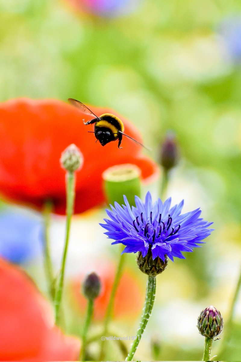 A Buff-tailed Bumblebee on his final approach <a href="/PONewsHub/">PO Hub</a> <a href="/ThePhotoHour/">#ThePhotoHour</a> <a href="/BBCSouthWeather/">BBCSouthWeather</a> <a href="/AlexisGreenTV/">Alexis Green</a> <a href="/itvmeridian/">ITV News Meridian</a> <a href="/PhilippaDrewITV/">Philippa Drew</a> <a href="/HollyJGreen/">Holly Green - Weather Presenter</a> <a href="/BBCSpringwatch/">BBC Springwatch</a> <a href="/BumblebeeTrust/">Bumblebee Conservation Trust</a> <a href="/WSCCNews/">West Sussex County Council</a> <a href="/mwhgpage/">Manhood Wildlife and Heritage Group</a> <a href="/SussexWildlife/">Sussex Wildlife Trust 🦔</a> <a href="/Natures_Voice/">RSPB</a>