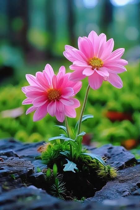 Colourful views (@natureinspai45) on Twitter photo 