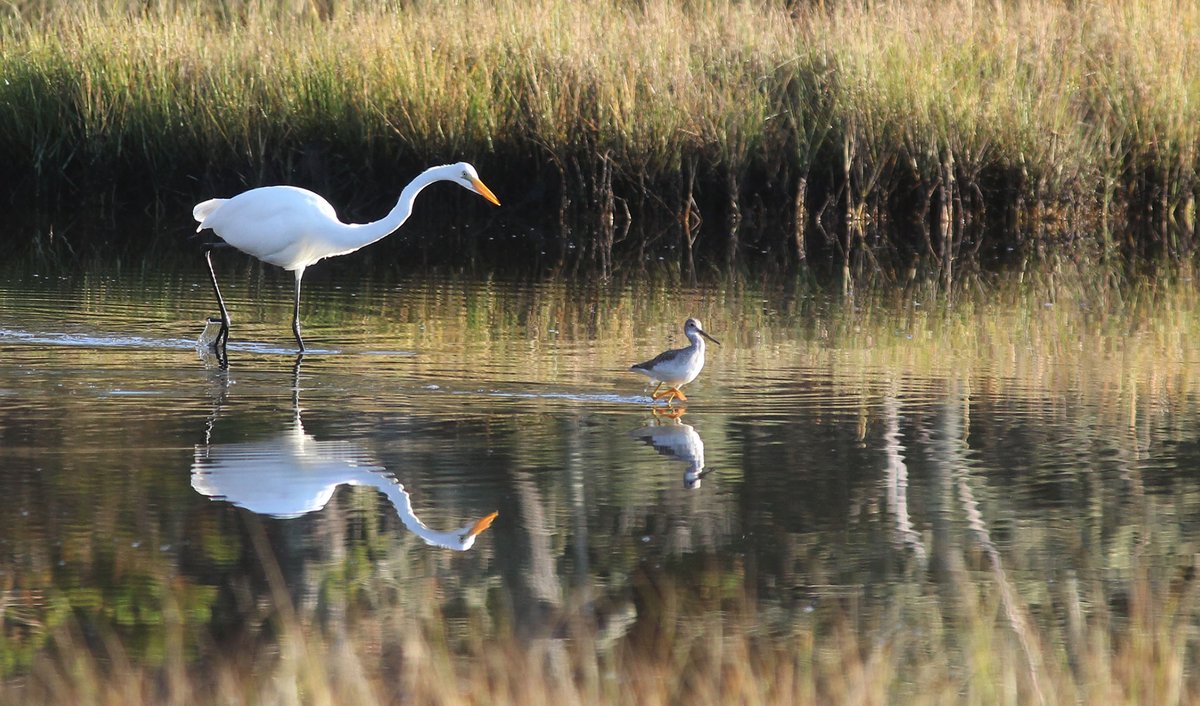 CJMaitland1's tweet photo. hunting buddies
#greategret #lesseryellowlegs #birds #birdphotography #pendercountync #nature #photography https://t.co/vJhoNSyf6D