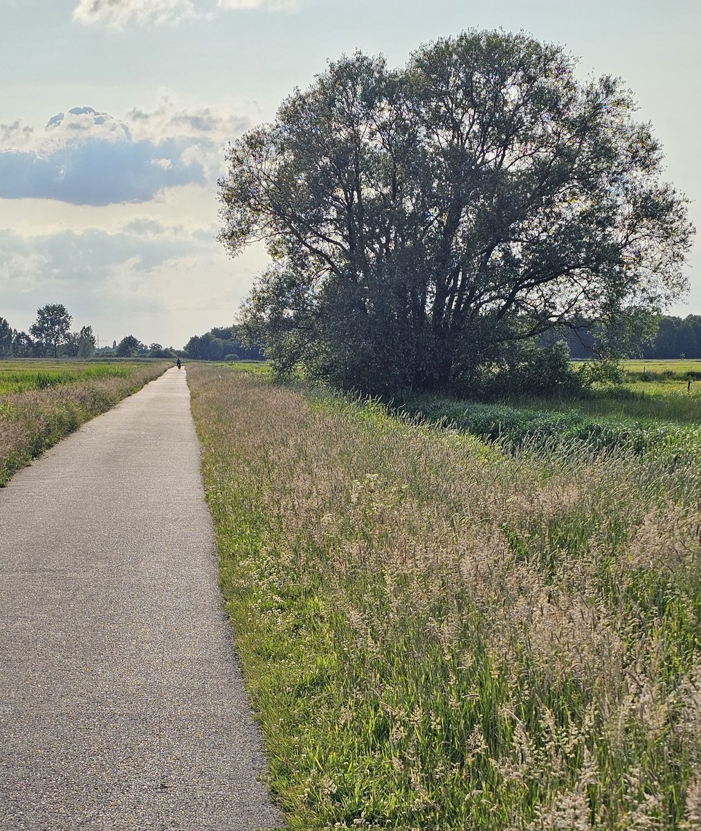 Grüner wirds wohl nicht in den #Wümmewiesen