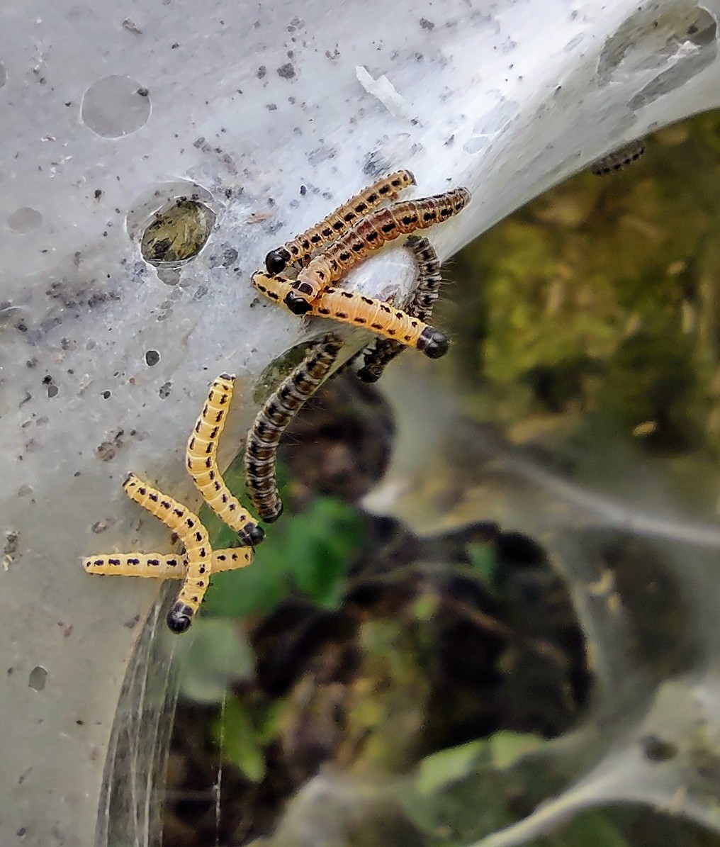 When we infest a tree, we're not messing around!