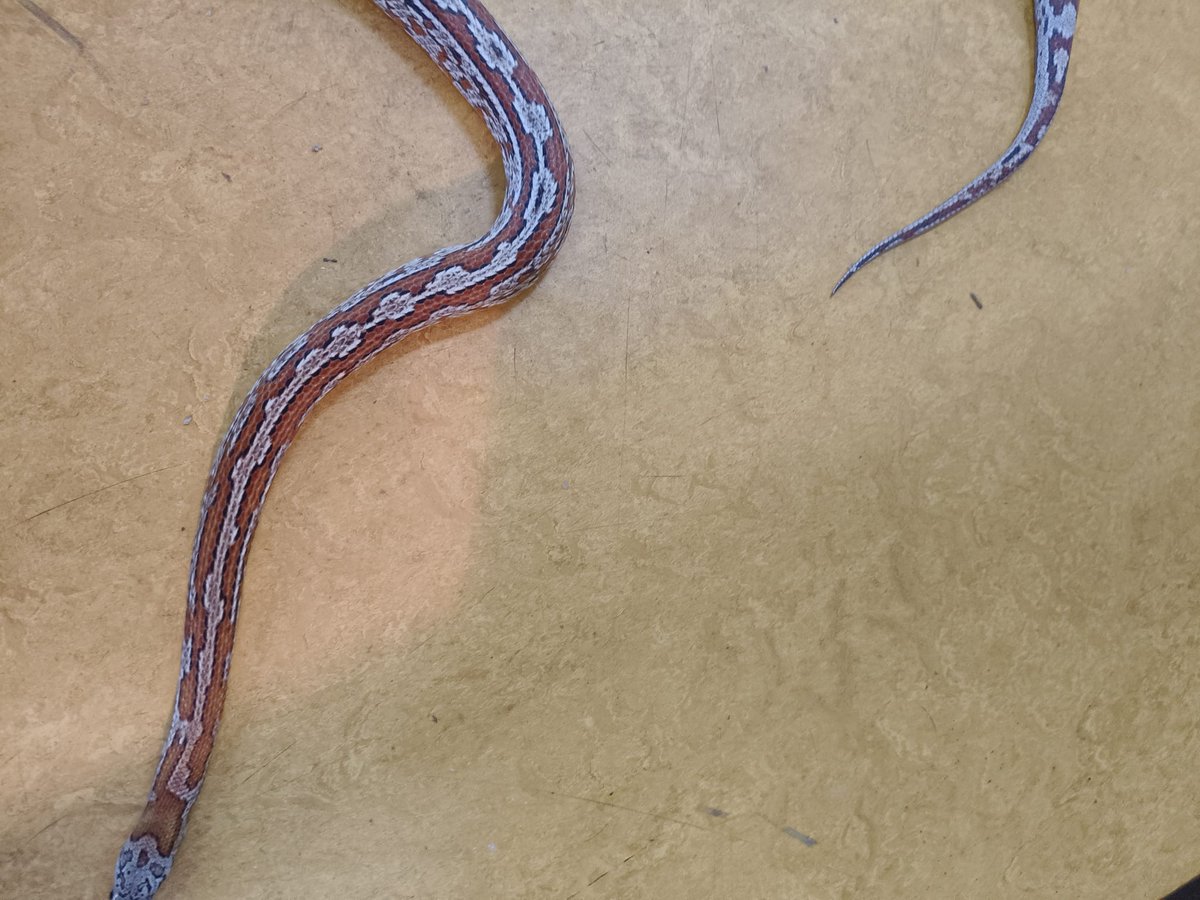 112animal's tweet image. Alarmnummer
Deze 4 diertjes zijn afgestaan, ze zijn altijd met veel liefde gehouden en zijn allemaal ook in goede conditie! De #koningspython geeft aan waarom ze ook wel Ball Python worden genoemd, ze beschermen hun kop door zich als bal op te rollen. De rattenslang in de…