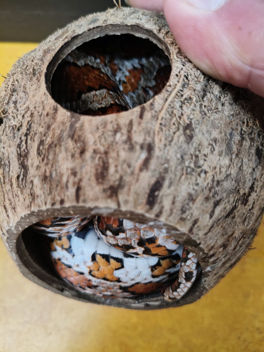 112animal's tweet image. Alarmnummer
Deze 4 diertjes zijn afgestaan, ze zijn altijd met veel liefde gehouden en zijn allemaal ook in goede conditie! De #koningspython geeft aan waarom ze ook wel Ball Python worden genoemd, ze beschermen hun kop door zich als bal op te rollen. De rattenslang in de…
