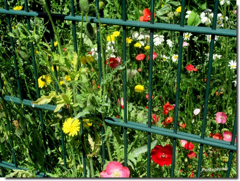 « Dans un grain de sable voir un monde, dans chaque fleur des champs le Paradis » 
William Blake

#NaturePhotography  #BaladeSympa  #Mai2025