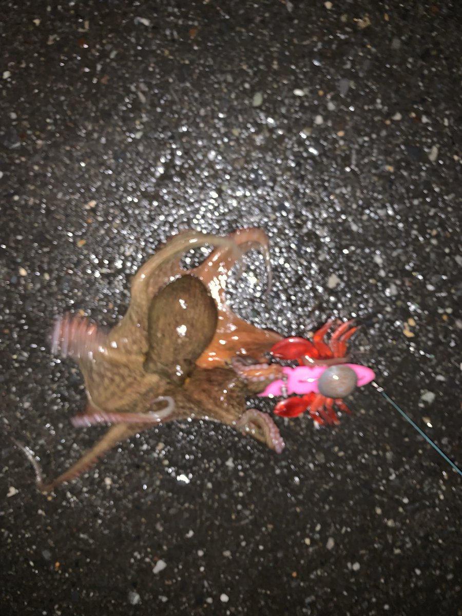 今年の初物🐙🎣
東扇島釣り公園等東京湾は今年好調との事で、仕事終わりに🚗💨
西からの爆風と雨の降る中、何とかゲット☺️