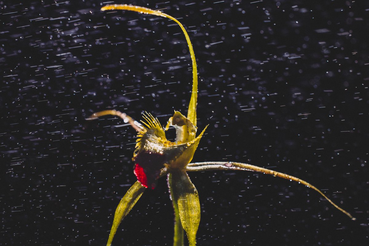 Up In the dark to go take photos of a tiny little flower. 😂🫡