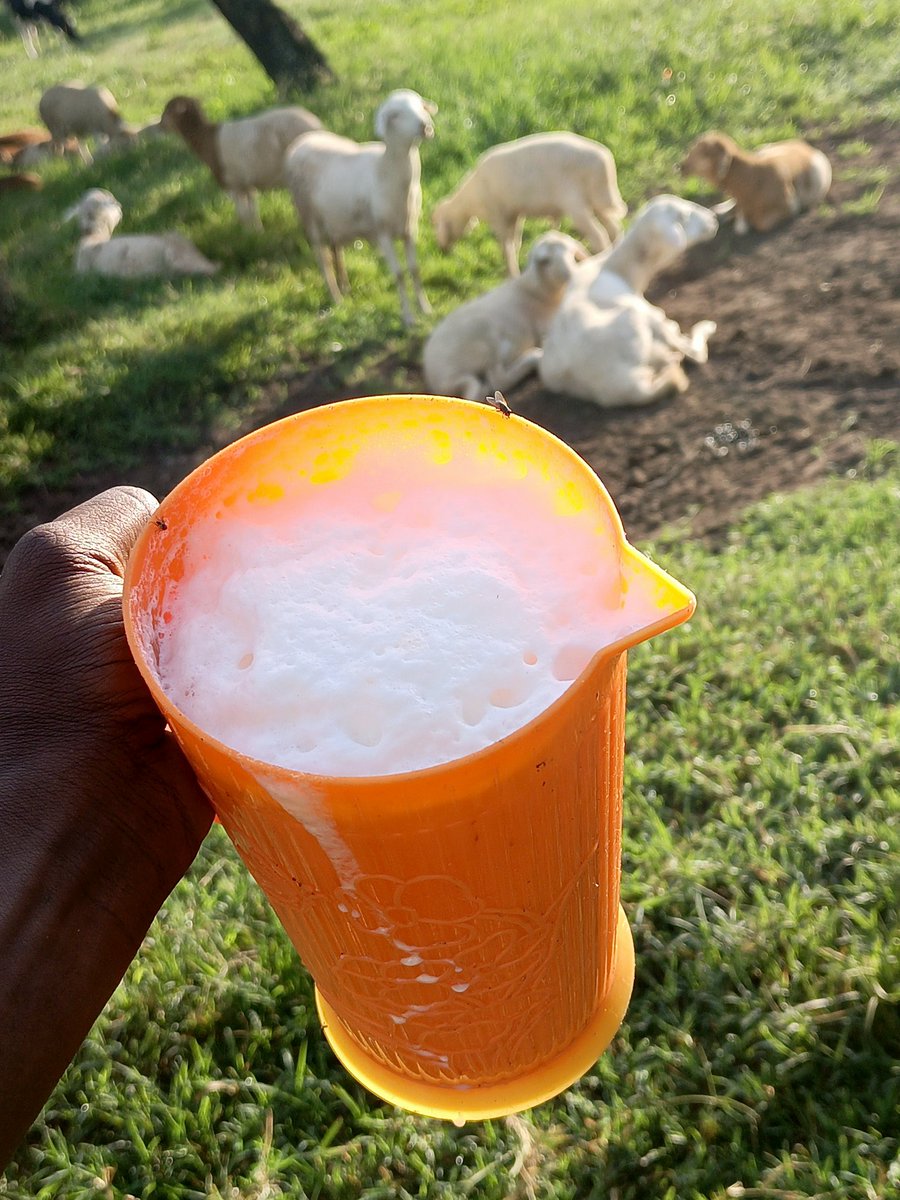 BABAGYE ivan walker (@babagyeivan) on Twitter photo Milk is Pure, fresh, full of goodness and perfect for nutrition. Today we celebrate the important of milk to healthy, society and economy.
Happy world Milk day 1st. June 2025
#WorldMilkDay2025
Photo📷 credit: <a href="/IMpamize/">Mpamize the bullman🐂</a> Milk is Pure, fresh, full of goodness and perfect for nutrition. Today we celebrate the important of milk to healthy, society and economy.
Happy world Milk day 1st. June 2025
#WorldMilkDay2025
Photo📷 credit: <a href="/IMpamize/">Mpamize the bullman🐂</a>
