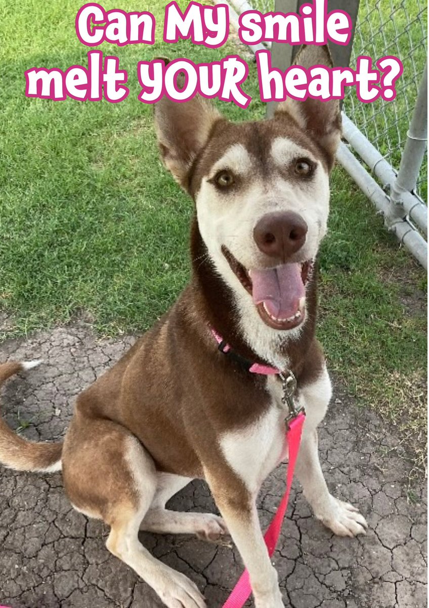 RoCoGB's tweet photo. 🆘Look at her heart melting gorgeous smile #A381222
Pretty 3yo Husky IRIS doesn’t want 2 DIE🔥6/2🔥
She’s full of joy, social & sassy friendly & tolerant & LOVES playgroup
Shelter makes her anxious, don’t let her life end on a concrete floor
Plz help IRIS #pledge4her rescue
HW+treatable
Contact:
Corpus Christi Animal Care Shelter
2626 Holly Road
Corpus Christi
TX US 78415
ccacsrescues@cctexas.com
361-826-4630
Include Name & ID
Out-of-State adopters need to contact me!
The shelter DOES NOT accept #pledges
Plz make your pledge HERE in this post
If a rescue organisation saves a dog. The rescue will receive pledges to help towards caring for the dog.