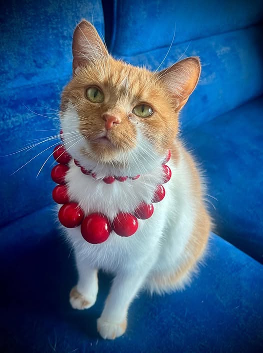 Pamiętajcie kochani, koty lubią czerwone korale.