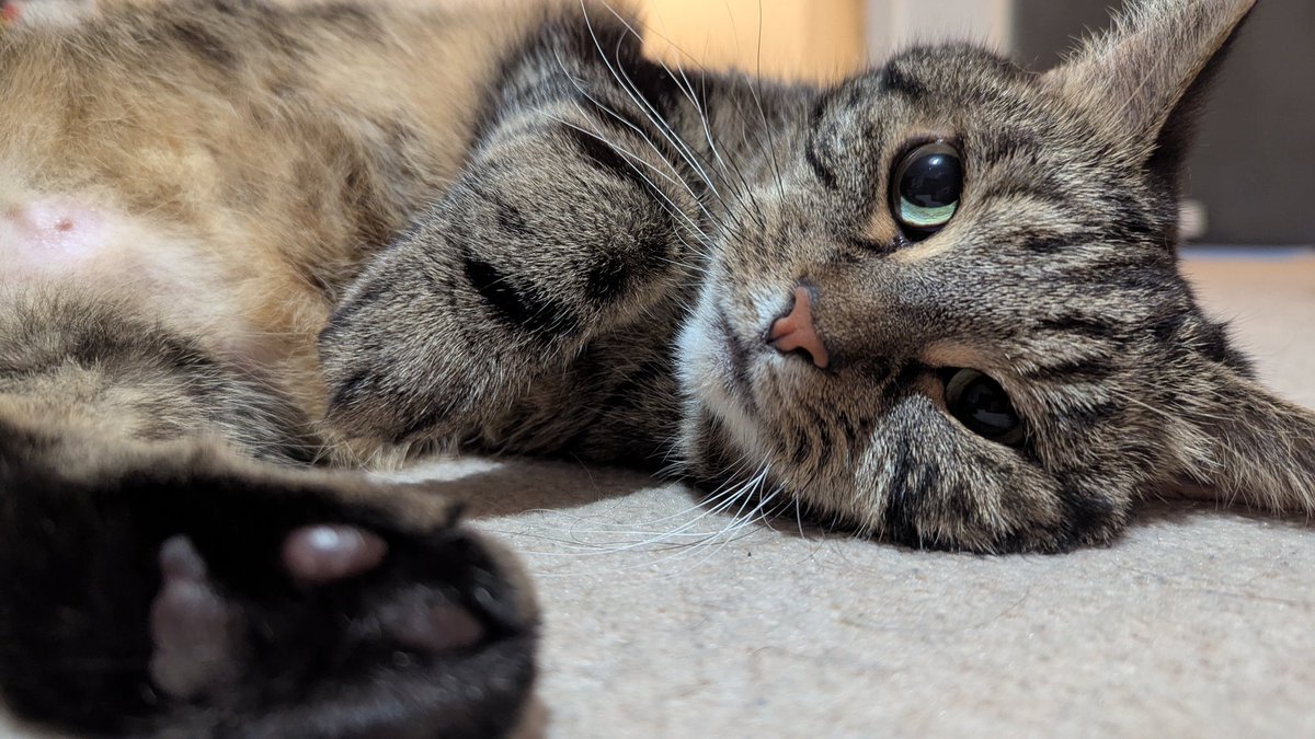 Would you touch the beans? 🐾 #caturday