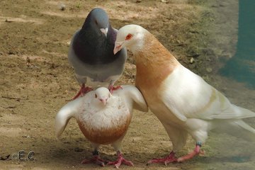 a_london_pigeon's tweet photo. 📷  Ach was Evi... 📸🕷🐝@Nur_mal_so1 
#April2019  #domestic_pigeons
British BBC Radio 4 soap opera 'The Archers' has nothing on this .. https://t.co/hkZJT2B8ML