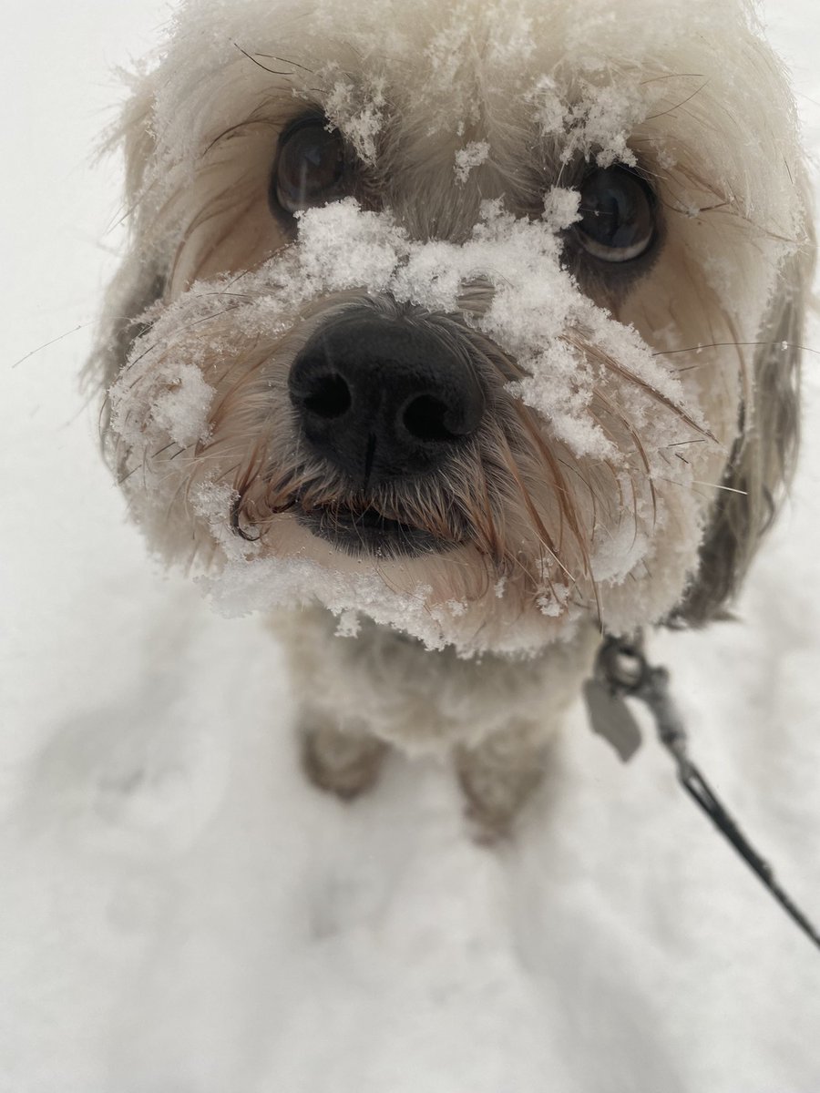 Dear pals. I’m sorry to tell you it was my time to go. I lived a long, great life.  I fell asleep this afternoon, took my last breath and passed away peacefully. Remember me with a smile and know I loved you all. Until we meet again. ❤️🐾