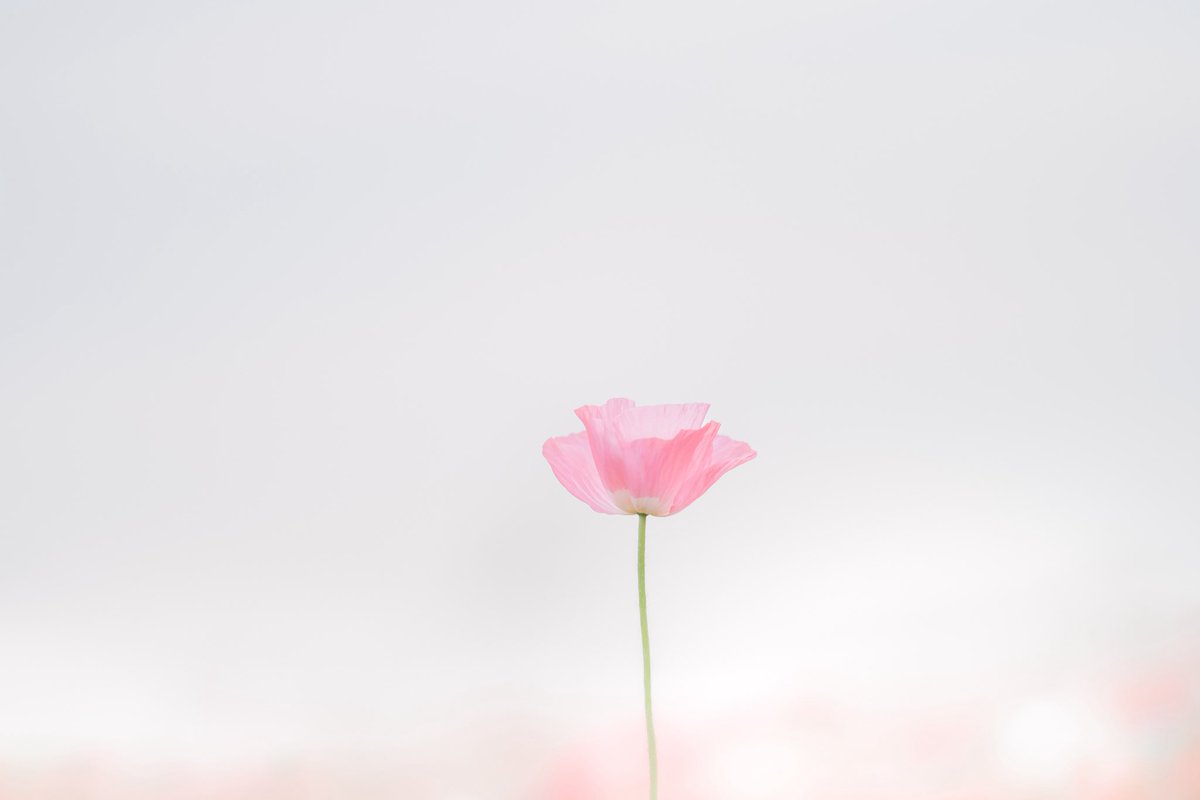 luna_doubleluna's tweet photo. #5月を写真4枚で振り返る

お花はポピーと矢車菊🌸
そしてミャクミャク様目的で万博行って大屋根リングすごいってなった5月でした！
ミャクミャク可愛かったな♡ https://t.co/yiafZnVFzL