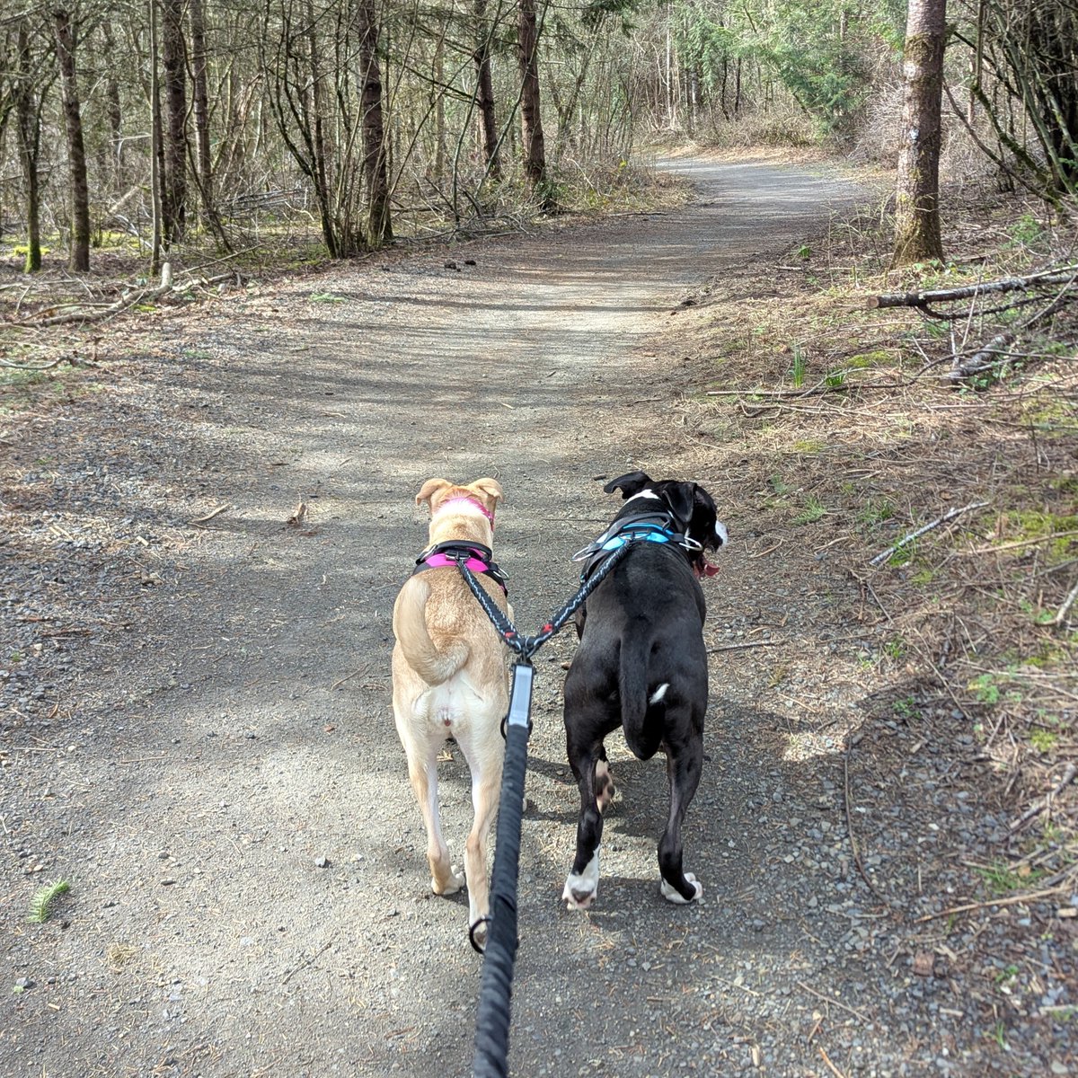 Hope the dog was severely underweight when rescued by Animal Services Field Officers. Hope regained her health in a volunteer foster home. Now adopted, Hope helps her new sibling dogs thrive. Read Hope's story: multcopets.org/news/help-hope…