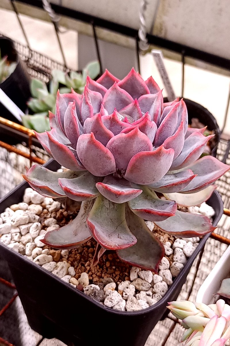 おはようございます☁寒さの戻りがハンパない…