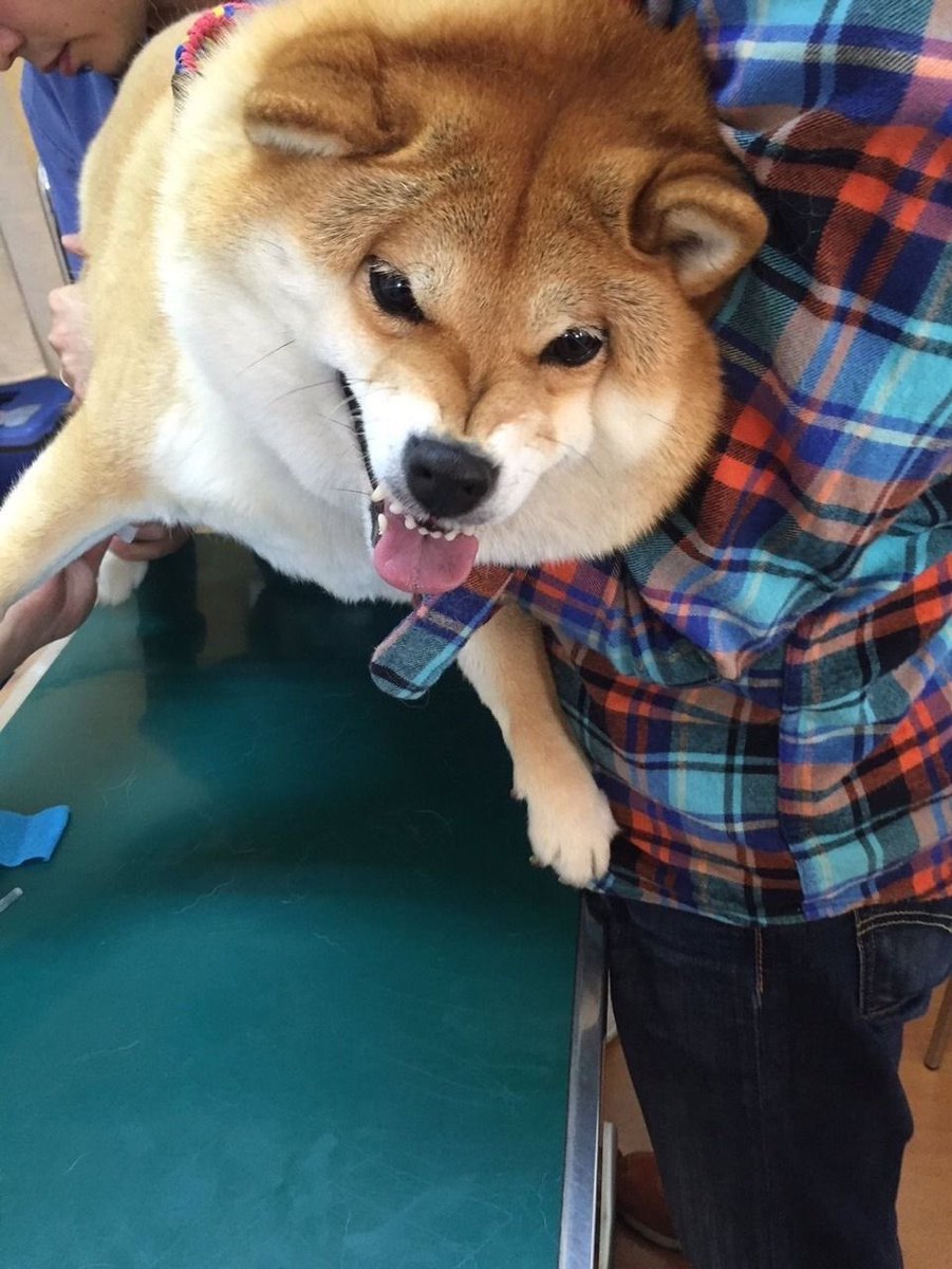 💖 (@twaniimals) on Twitter photo 