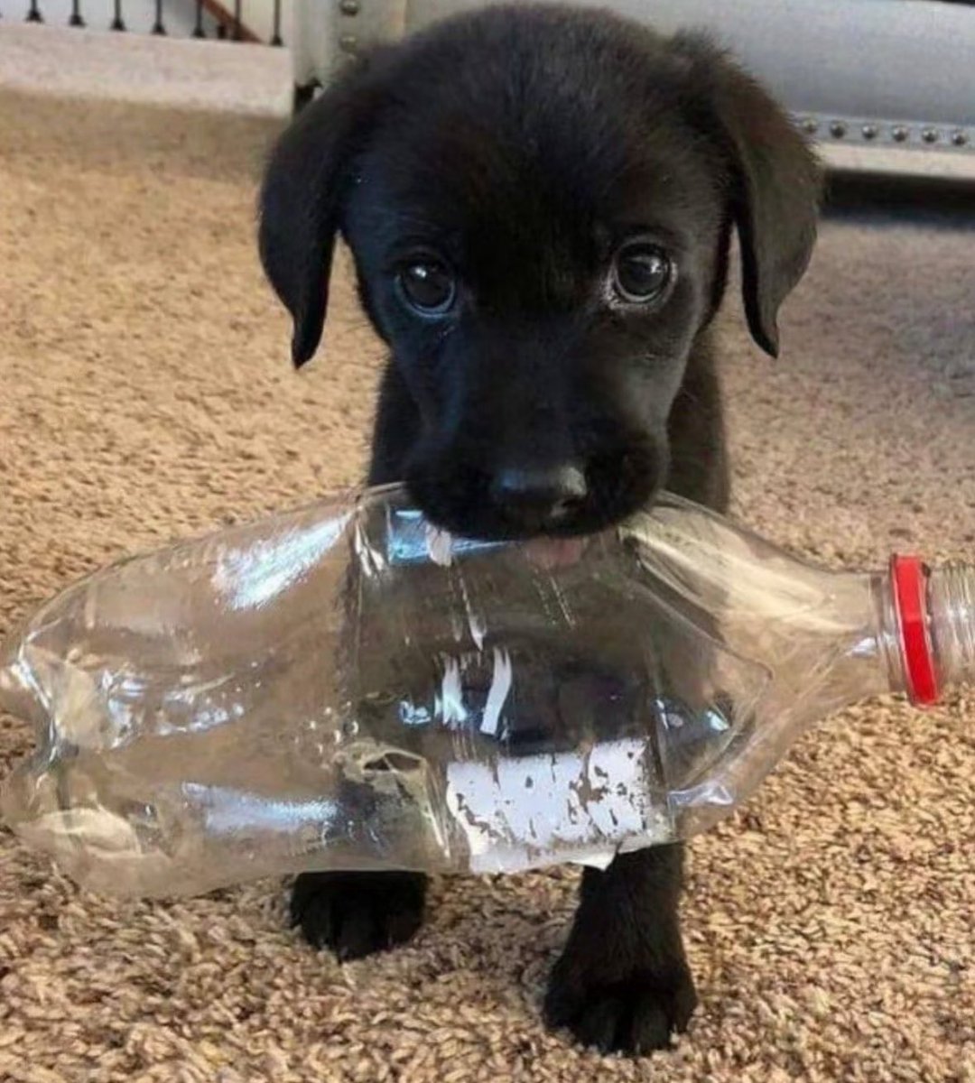 💖 (@twaniimals) on Twitter photo 