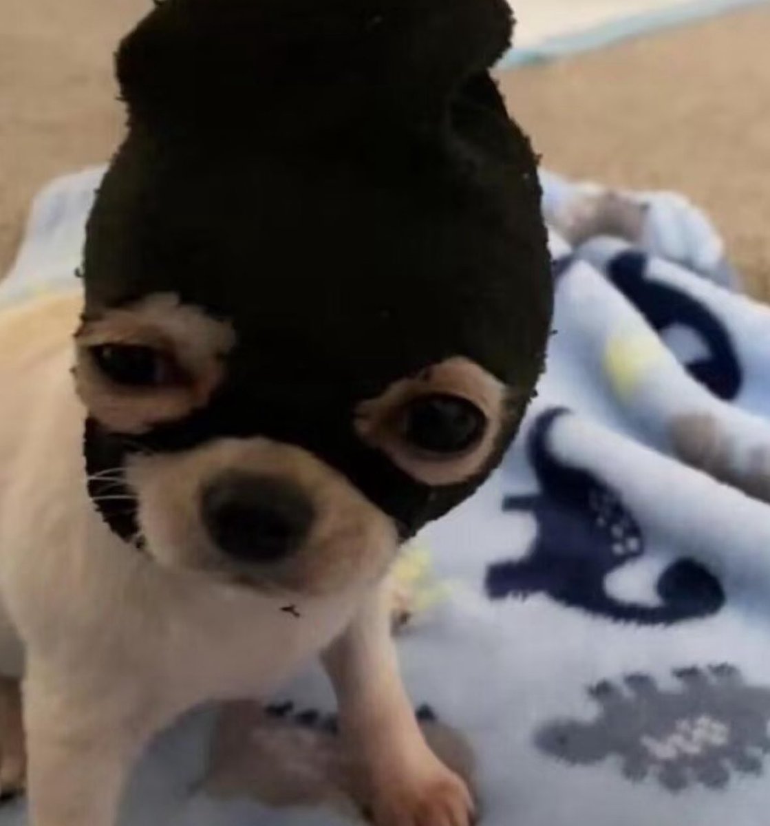 💖 (@twaniimals) on Twitter photo 