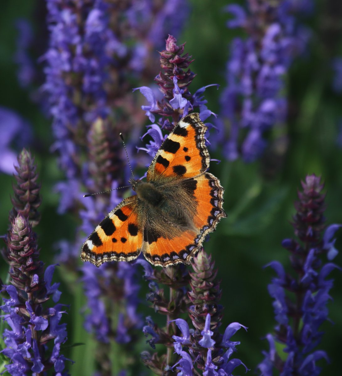 David Carter (@davidgcarter7) on Twitter photo Our first Small Tortoiseshell of the year in the garden this afternoon. <a href="/BC_Suffolk/">BC Suffolk Branch</a> <a href="/savebutterflies/">Butterfly Conservation 🦋</a> Our first Small Tortoiseshell of the year in the garden this afternoon. <a href="/BC_Suffolk/">BC Suffolk Branch</a> <a href="/savebutterflies/">Butterfly Conservation 🦋</a>