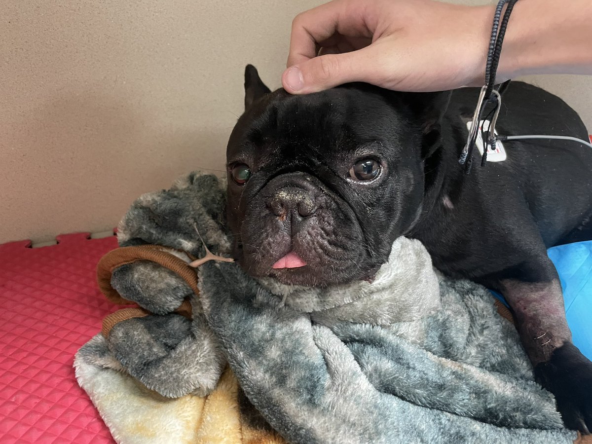 Camdon Sebastian tweet media