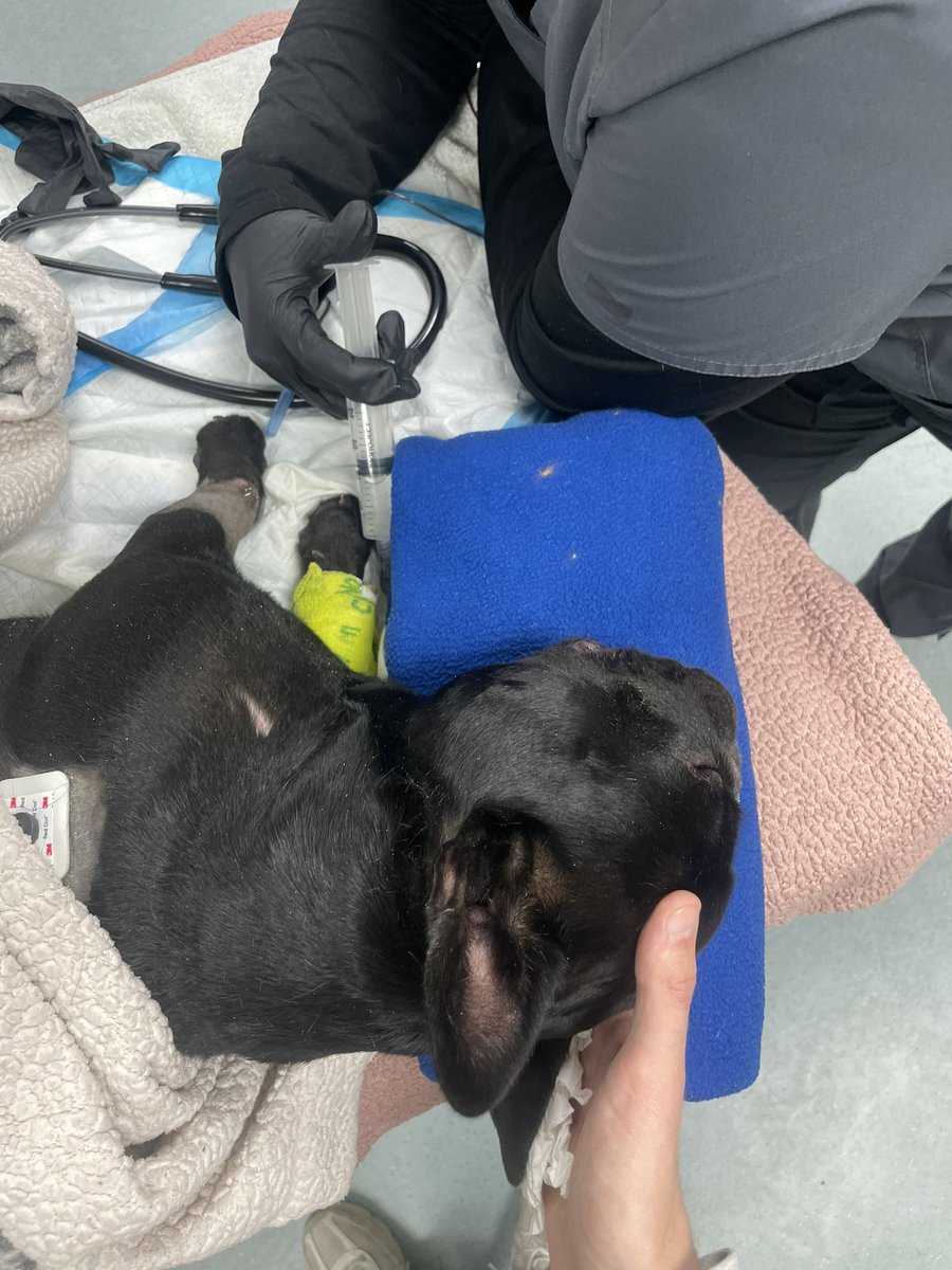 Camdon Sebastian tweet media