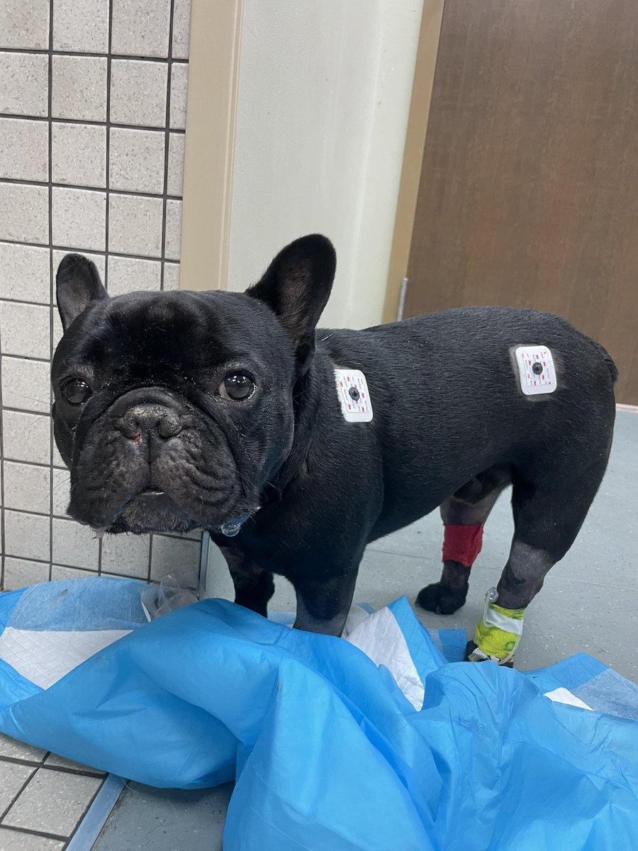 Camdon Sebastian tweet media