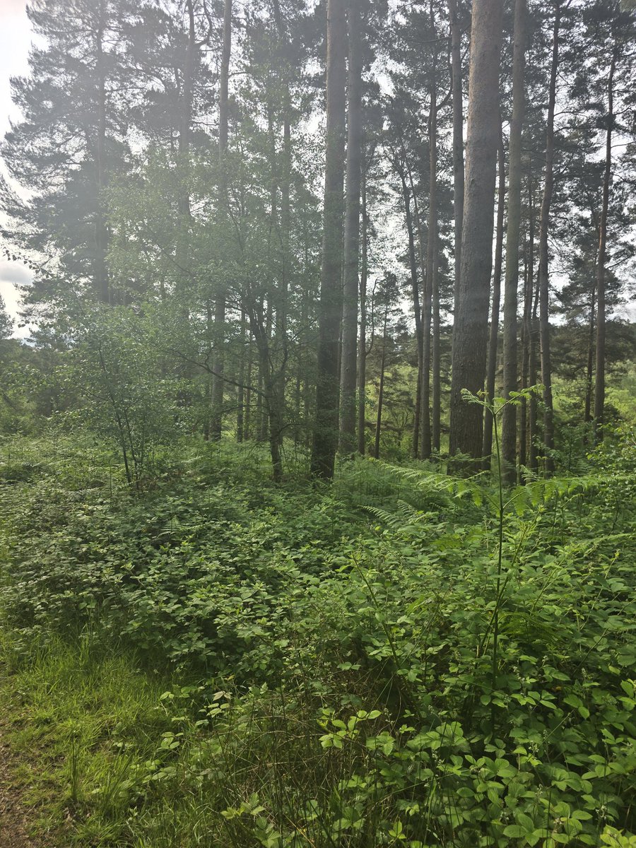 Early morning walk over #cannockchase all this right on our doorstep.