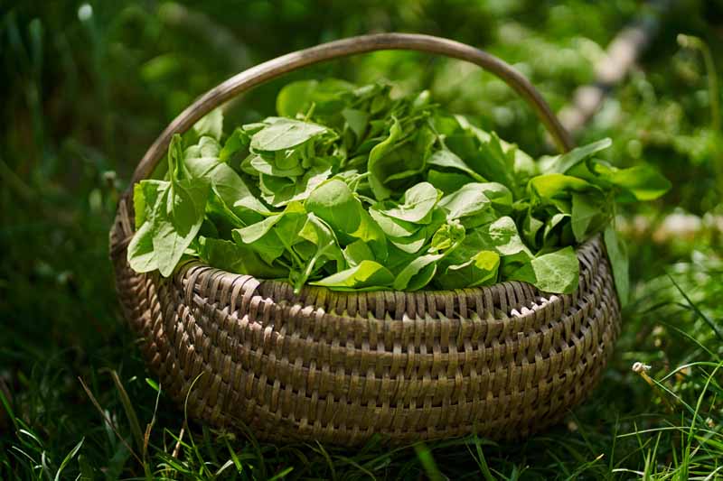 Gardeners_Path_'s tweet image. How to Harvest Spinach - Whether you harvest your spinach for salads or stir fries, good picking techniques can ensure a continual harvest. Learn how to harvest spinach now on Gardener's Path. gardenerspath.com/plants/vegetab… #spinach #harvest