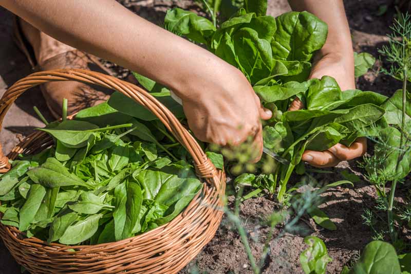 Gardeners_Path_'s tweet image. How to Harvest Spinach - Whether you harvest your spinach for salads or stir fries, good picking techniques can ensure a continual harvest. Learn how to harvest spinach now on Gardener's Path. gardenerspath.com/plants/vegetab… #spinach #harvest