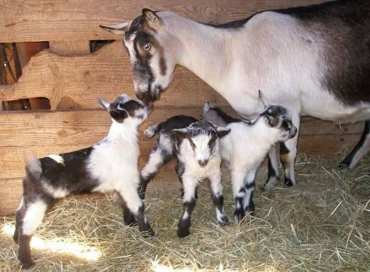 INCREASE CHANCES OF YOUR GOAT SIRING TRIPLETS .

 1. Choose prolific breeds, some goat breeds are genetically predisposed to having multiple kids. Breeds like the boer, spanish, and Nigerian Dwarf are known for their higher rates of twinning and sometimes triplets.In